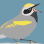 Golden-winged Warbler Badge