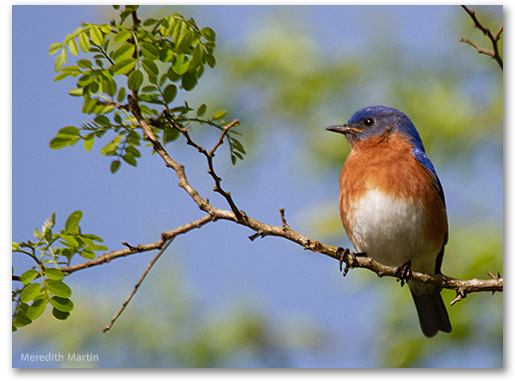 Eastern Buebird, Meredith Martin