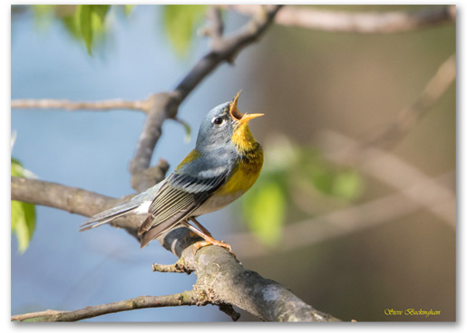 Northern Parula by Steve Buckingham