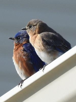 The Blue Crew!
