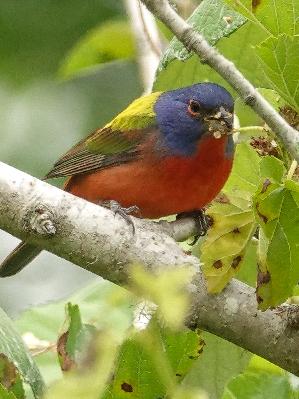 Hope we find a Painted Bunting!