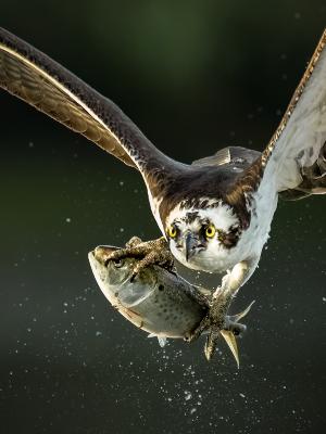 Osprey with a fresh catch