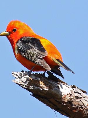 Scarlet Tanager by Linda Mack