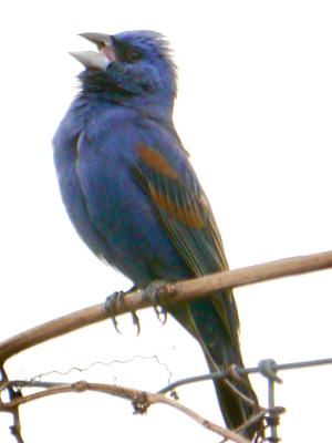 Blue Grosbeak greets the morning