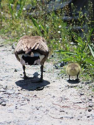 "Guess we all rear-semble someone in the family!" '