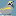 Golden-winged Warbler 