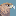 Golden Eagle